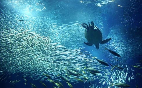 約580種68000点！ 世界の海の生物に出合える大規模水族館