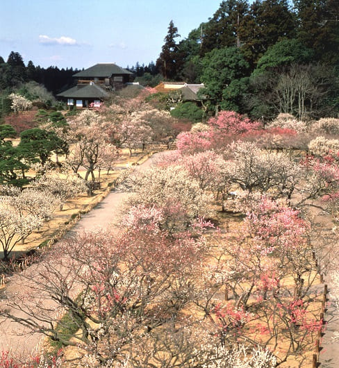 梅や桜、つつじなど四季の花々で彩る日本屈指の名園