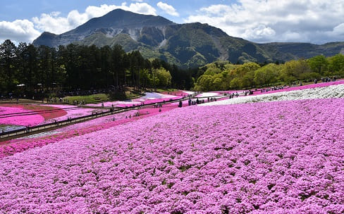 約40万株の色とりどりの芝桜が「花のパッチワーク」のよう