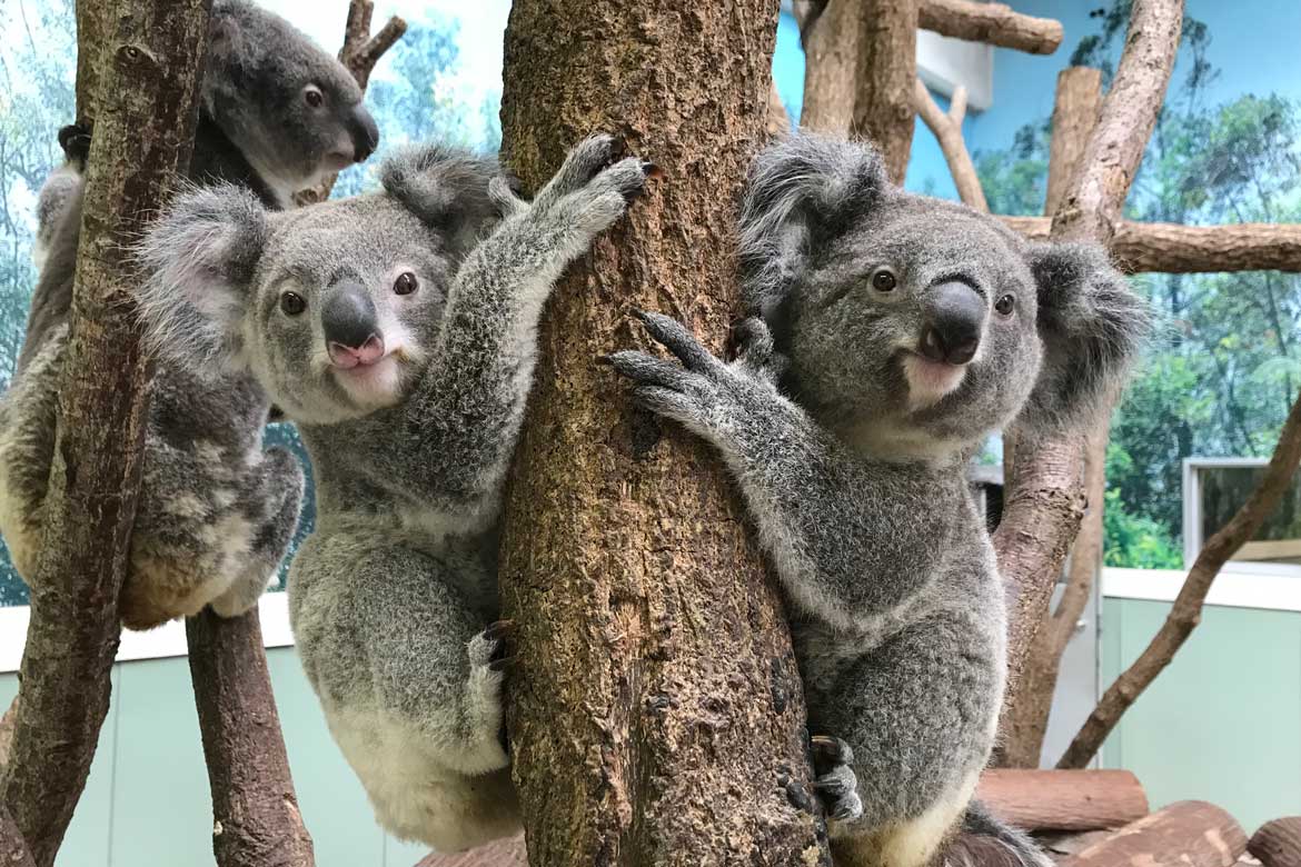 コアラに会える緑いっぱいの「鹿児島市平川動物公園」