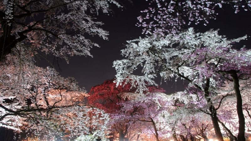 京都府立植物園にて 桜ライトアップ19 を3 25 月 4 7 日 まで開催 Drive Nippon 国内観光情報ウェブマガジン