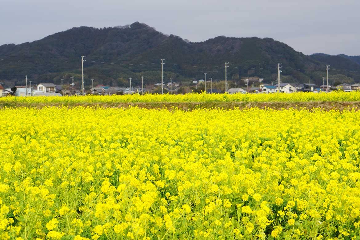 鮮やかに咲く一面の菜の花に春を感じる