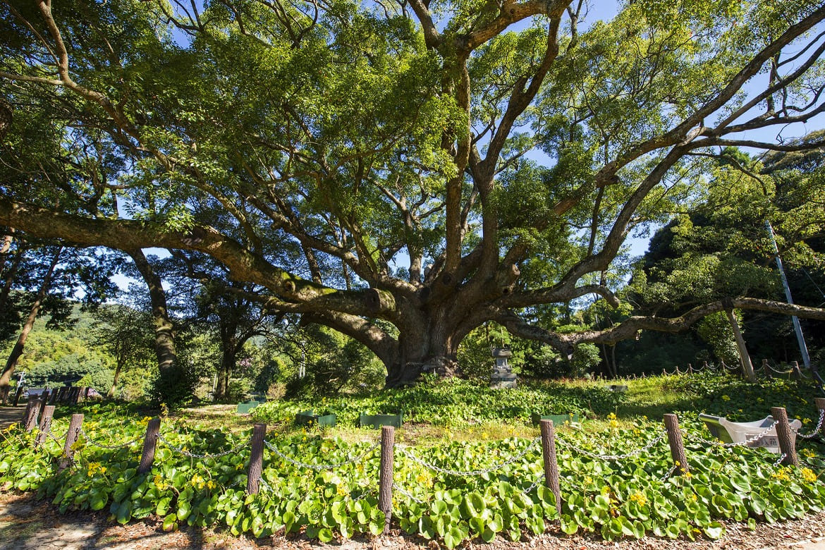 1本の樹なのに森のよう！「川棚のクスの森」