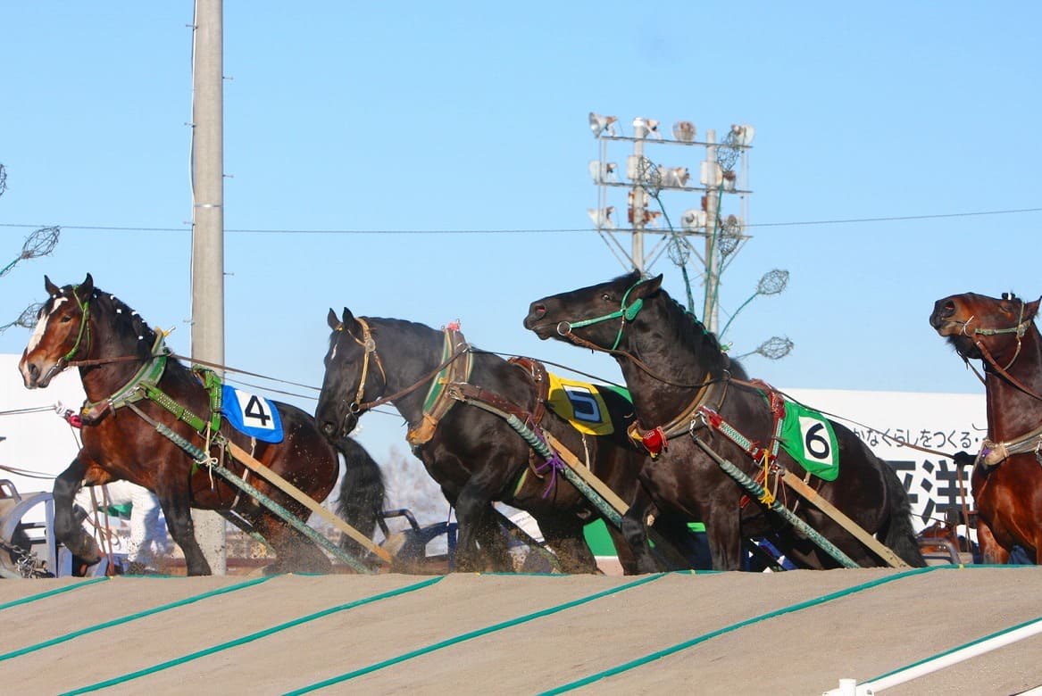 馬の力強さに見惚れる「ばんえい十勝」