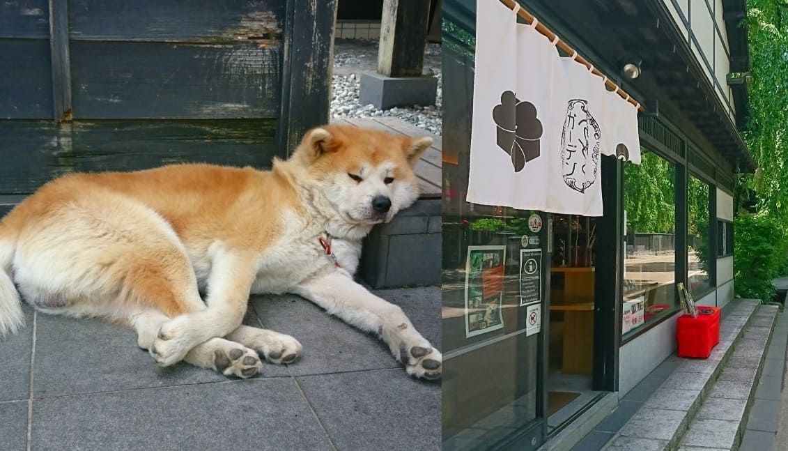 秋田犬の武家丸に会えるかも「角館さとくガーデン」