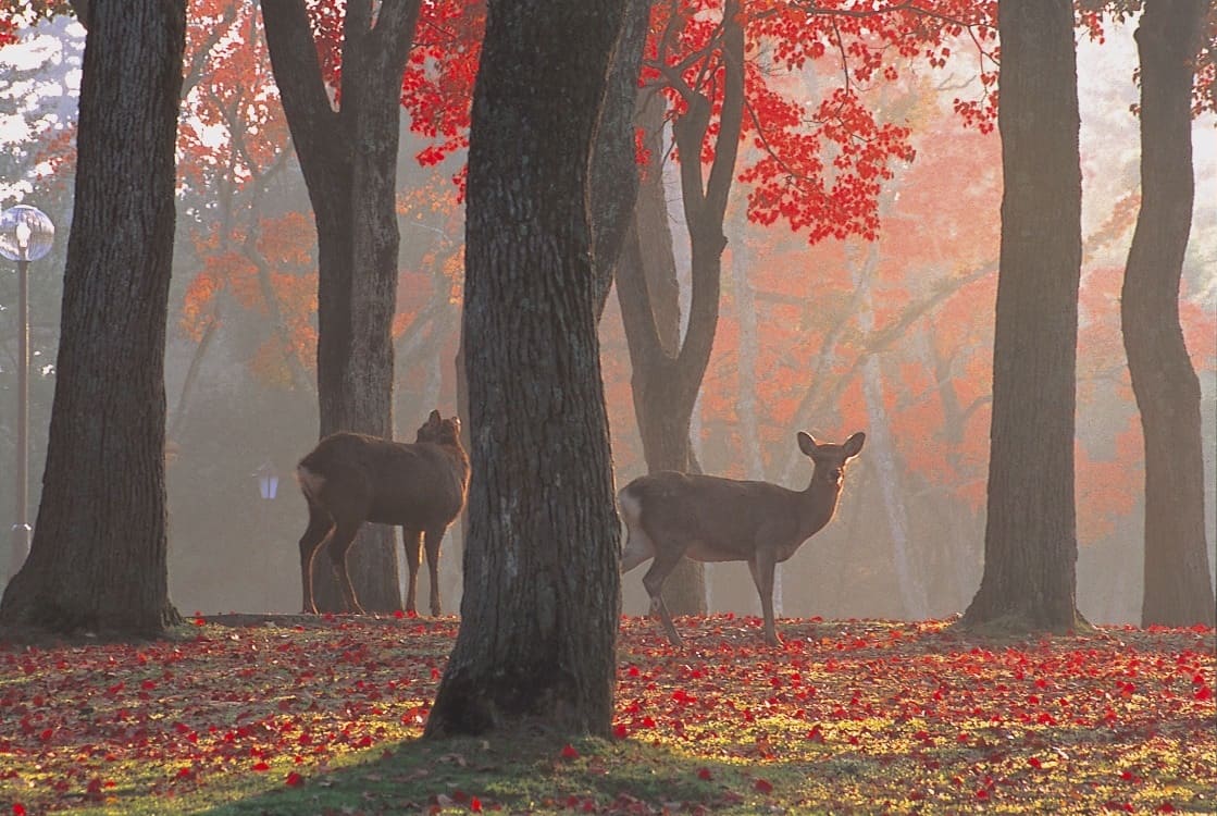 穴場の紅葉を愛でるなら「奈良市」がいい。1300年の古都で秋の絶景めぐり！
