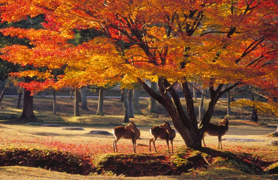 花札にも描かれる“紅葉に鹿”「奈良公園」