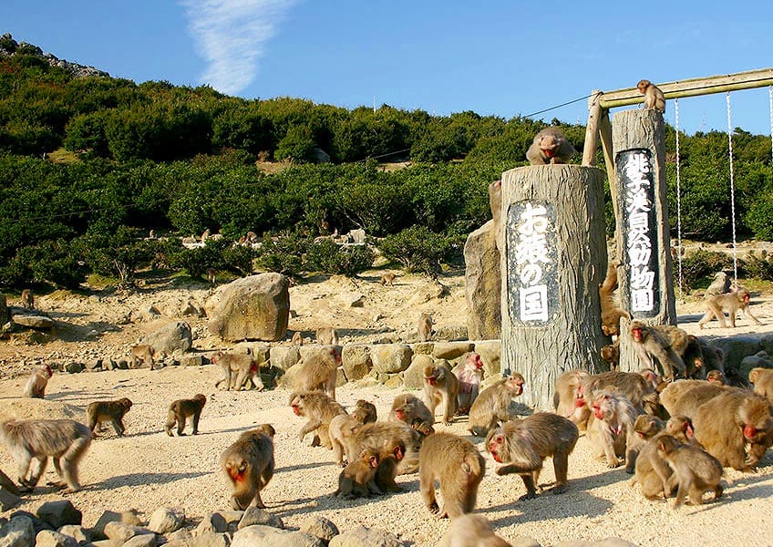 お猿まみれ「銚子渓・自然動物園 お猿の国」