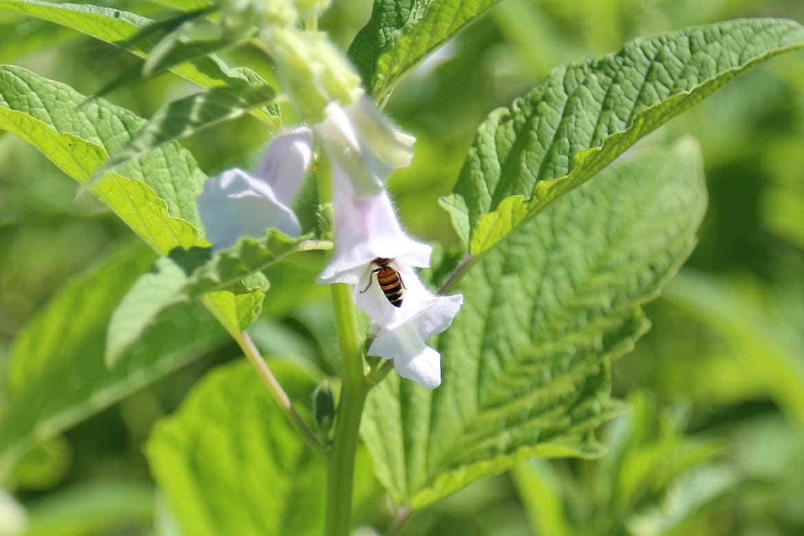 日本一のごまの産地はミツバチの楽園 一年中 花が咲く喜界島で季節ごとに変わるはちみつで島おこし Drive Nippon 国内観光情報ウェブマガジン