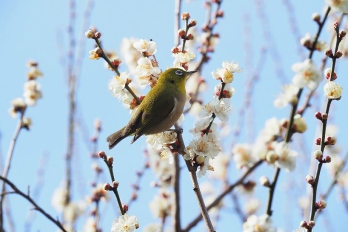 約500本の可憐な梅が園内を彩る! 京王で恒例の「梅まつり」2/1(土)から開催
