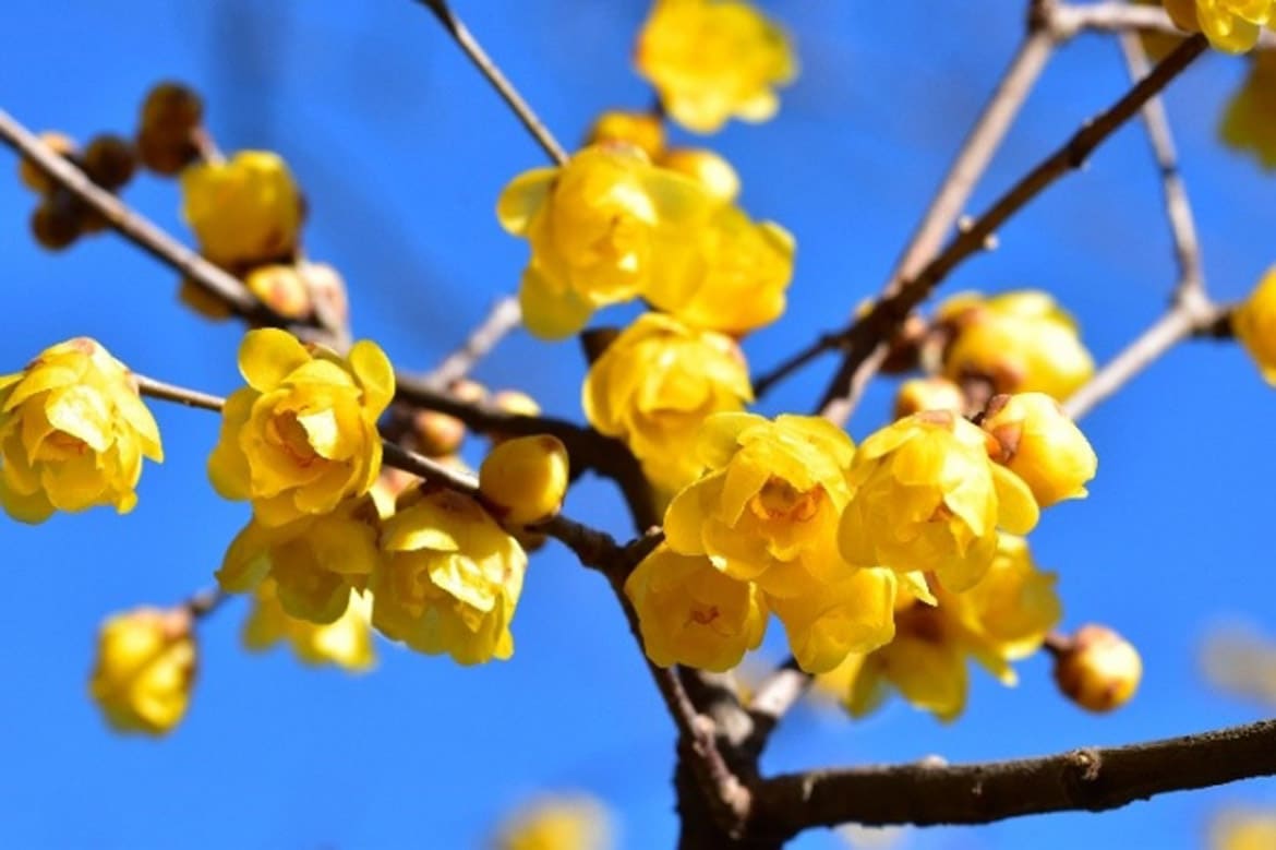 京王百草園にて、毎年好評の「ロウバイ」の花が見ごろ!