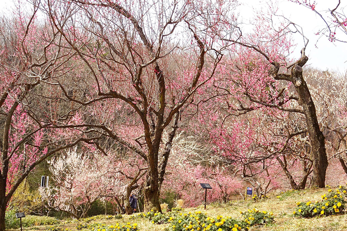国営武蔵丘陵森林公園に早春の訪れ! ウメ、ツバキなどの花々が開花し始めました