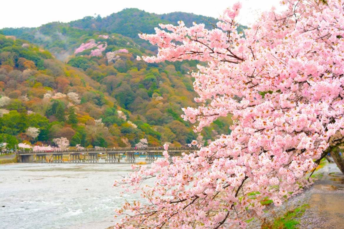 京都の懐石料理をお花見をしながら味わう! 嵐山で「折詰弁当付き宿泊プラン」販売開始