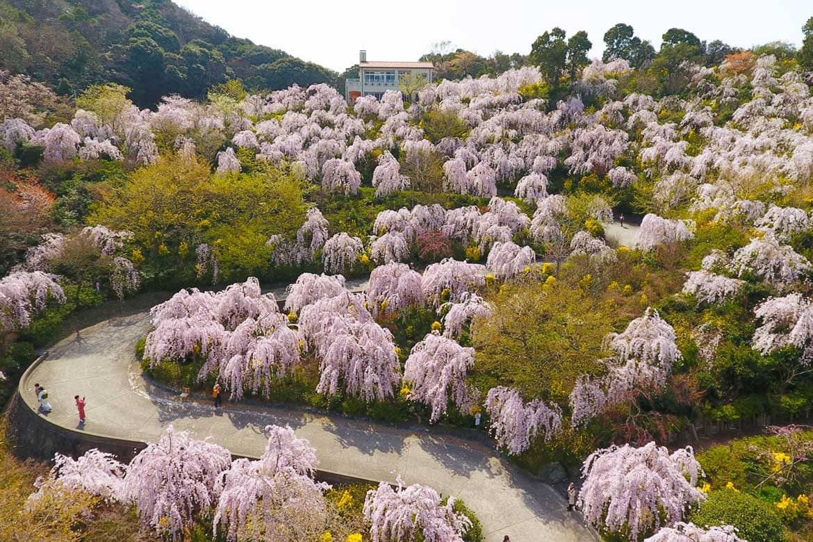 圧巻! しだれ桜450本の徳島県鳴門「花見山」へ。お花見弁当付き日帰りプランを発売