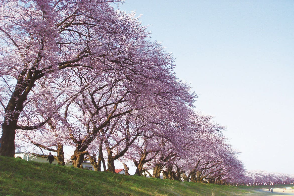 通称・日本一の桜並木！福井の「足羽川桜並木」