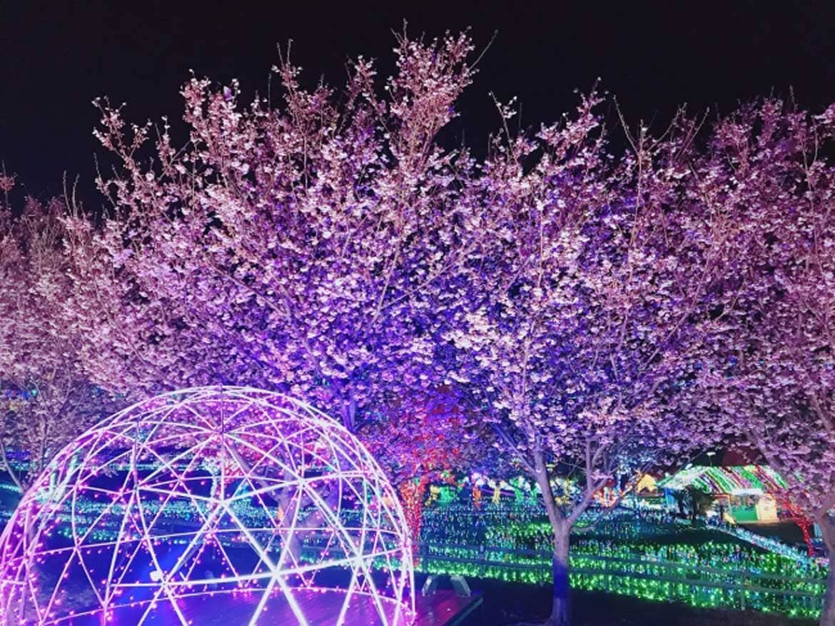 伊豆ぐらんぱる公園「城ケ崎桜」の開花が始まる! 見頃は3月上旬予定