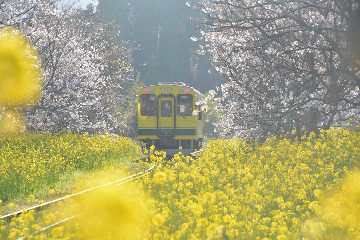 日本旅行×いすみ鉄道観光列車、日本酒きき酒師乗車の「いすみ酒BAR」列車が運行開始!