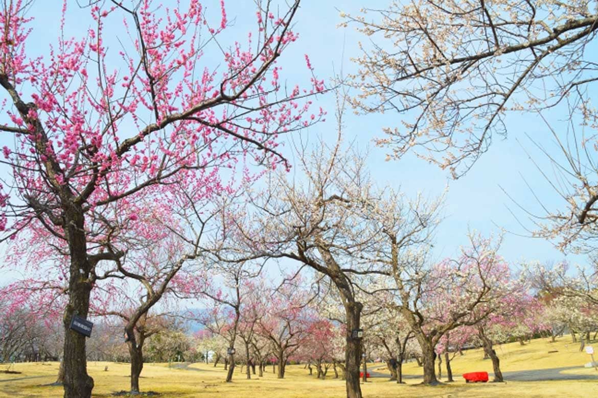 関東最多級のウメの花が見頃! 入園無料で楽しめる、約200品種480本の渓流の梅園