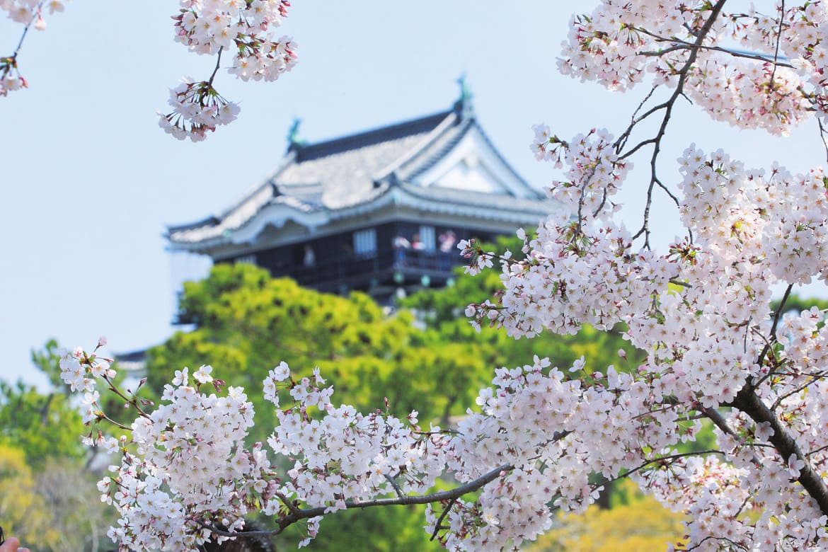 城と月夜と花景色。東海随一の「岡崎城の夜桜」