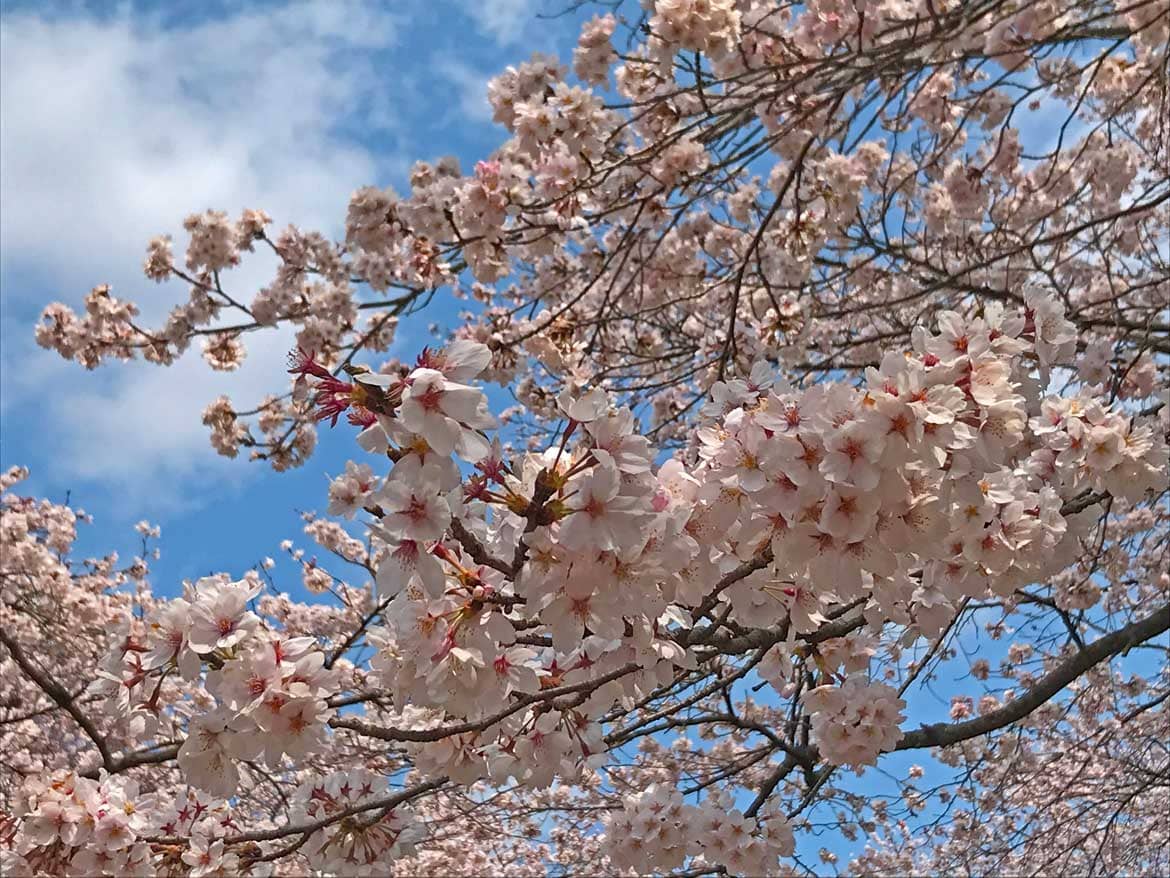 美味しい春を感じよう！都内の桜の名所周辺レストラン5選