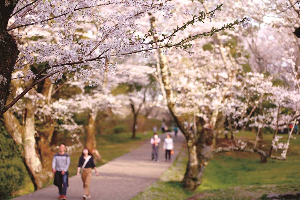 京成桜駅・桜市役所に名称変更? 「桜に染まるまち、佐倉」キャンペーン