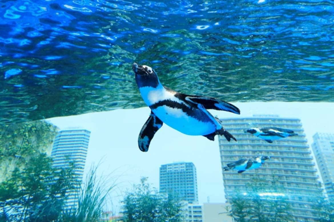 「“世界ペンギンの日” in サンシャイン水族館～SAVE THE PENGUIN CAMPAIGN～」4/17～26開催