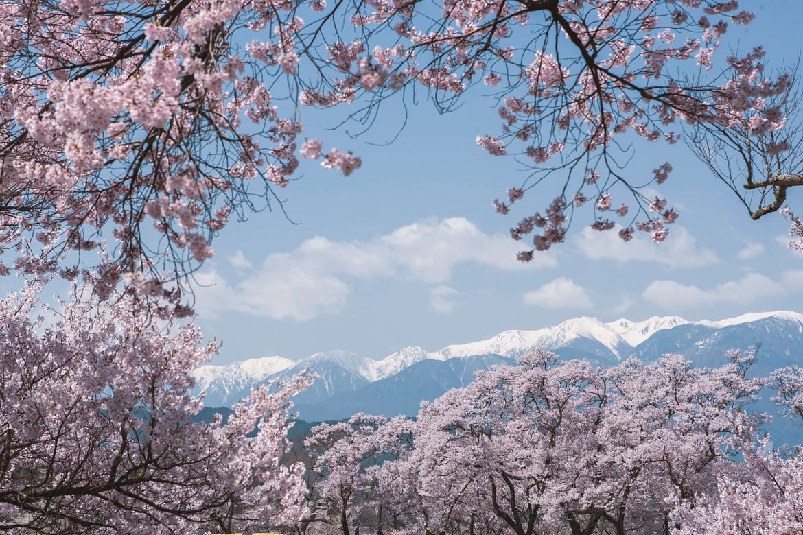 一面に広がる淡紅の桜は天下第一！信州伊那の「高遠城址公園の桜」