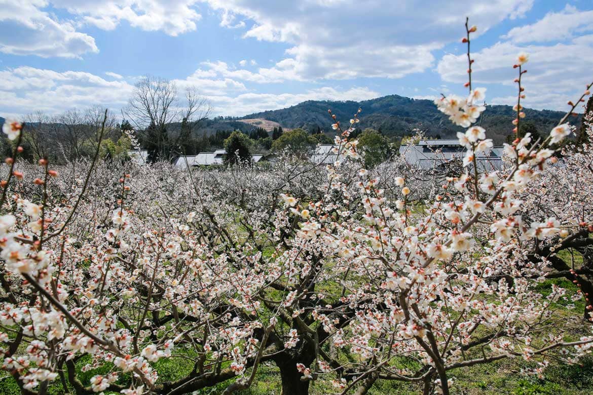 滋賀県最大級! 約1000本の梅のお花見「 花の宴 梅まつり 2020」2/22(土)から開催