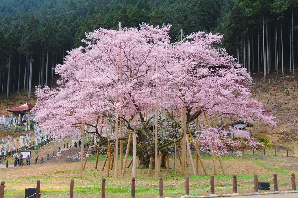 三大巨桜の一つ・岐阜本巣の「淡墨桜」