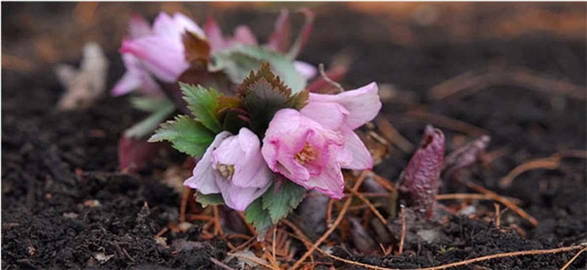 幻の花「ヘレボルス・チベタヌス」を愛でる。六甲高山植物園「クリスマスローズ展」開催