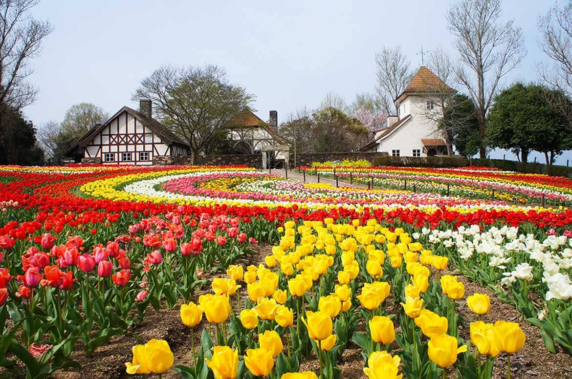5万本のチューリップが春を彩る「おかやまフォレストパーク ドイツの森」