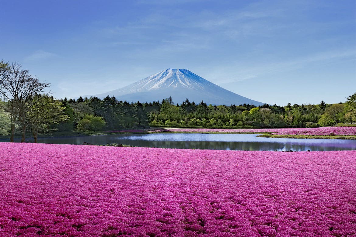 行楽シーズンは花見に行こう！藤・芝桜の名所4選