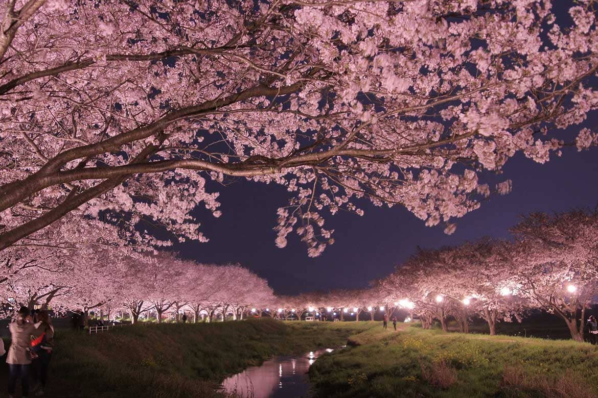 福岡県筑前町、目にも鮮やかな桜と菜の花の競演！草場川の桜並木