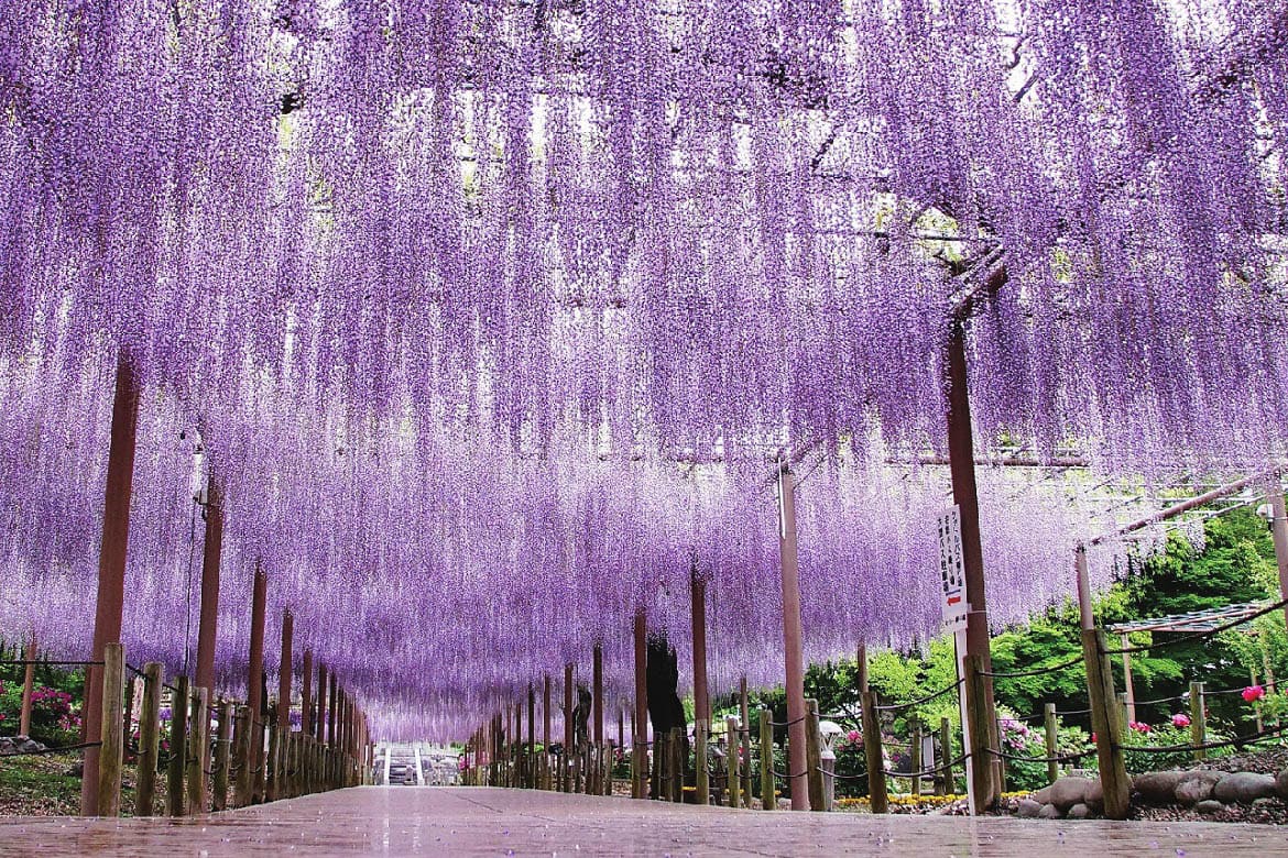 境内に広がる壮麗な情景「曼陀羅寺公園の藤」