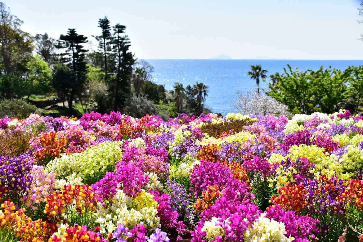 伊豆・城ケ崎海岸のフラワーガーデンをカラフルな花々が彩る！