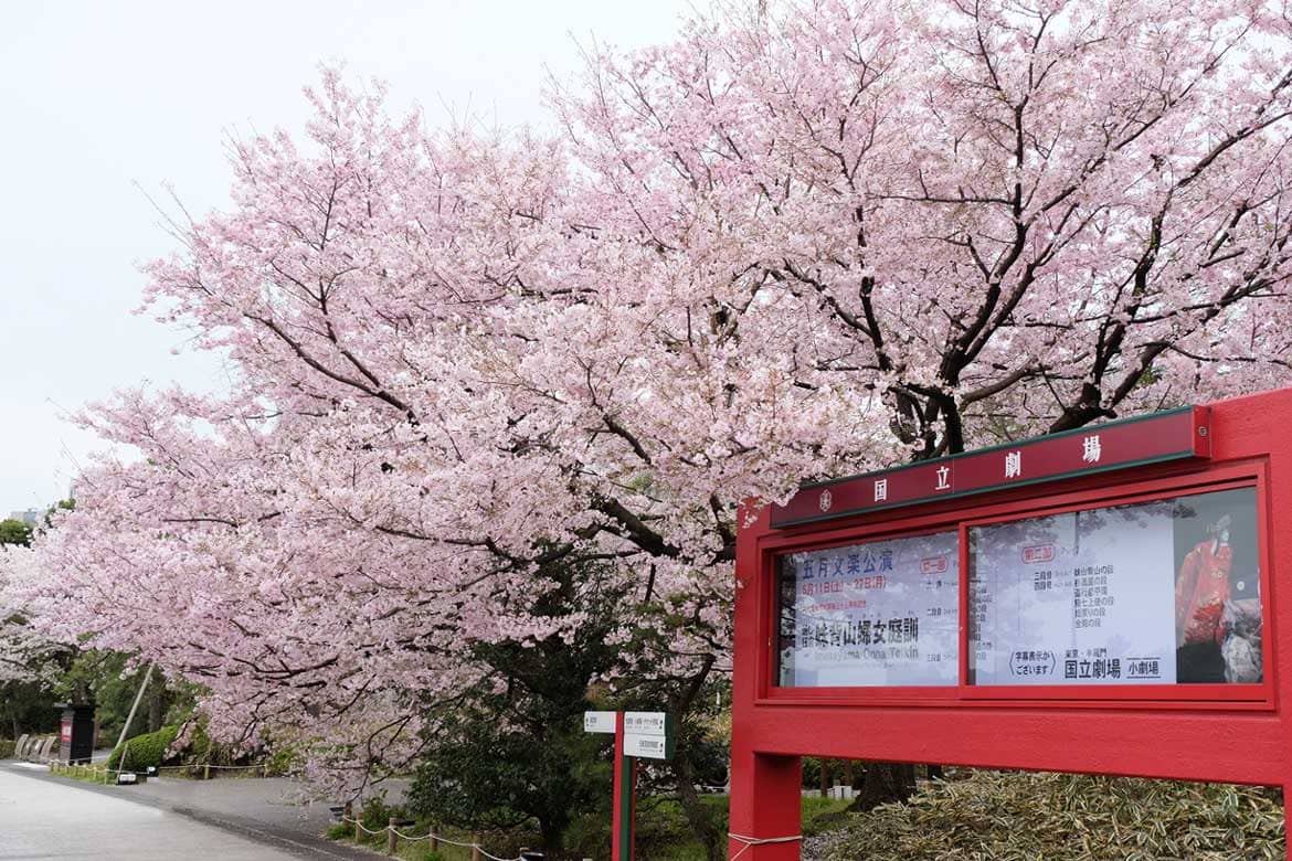 第一園芸×日本交通「お花見タクシー2020」運行! 第一園芸が監修した桜の名所を巡る