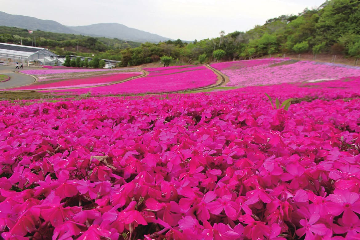 リーズナブルな穴場スポット「志摩市観光農園の芝桜」