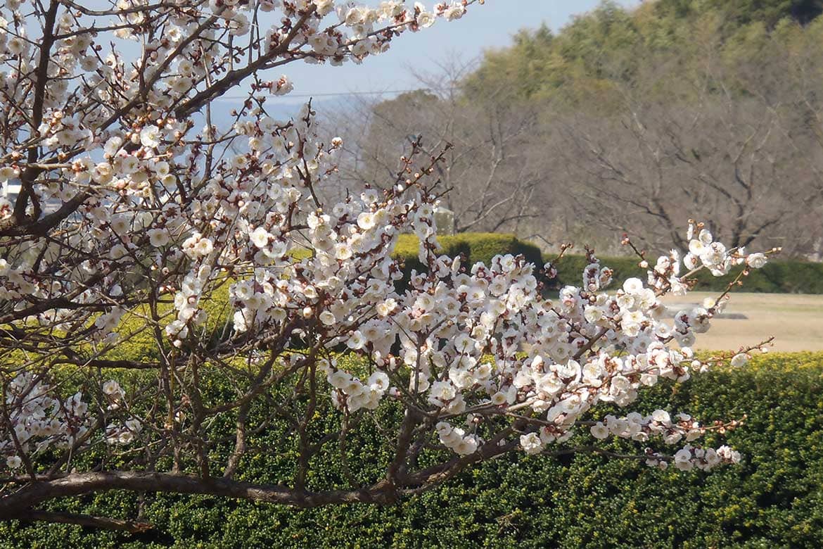 新元号「令和」ゆかりの地、太宰府を歴史散策