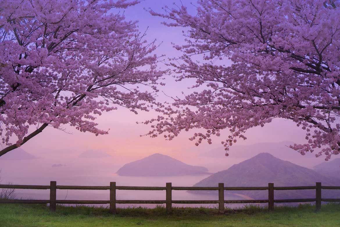 定番から穴場まで。香川県を代表する桜スポットを紹介