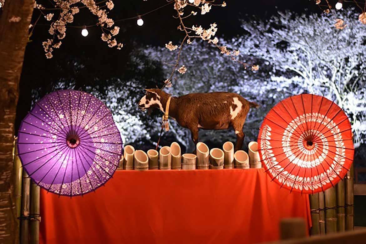 成田ゆめ牧場、牧場ならではの夜のお花見 『夜桜ライトアップ』3/28、29開催