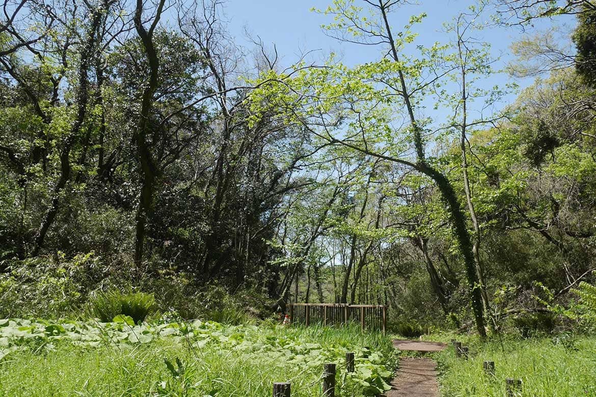 小川に沿って「まんなか湿地」へ。6月にはホタルが見られます！