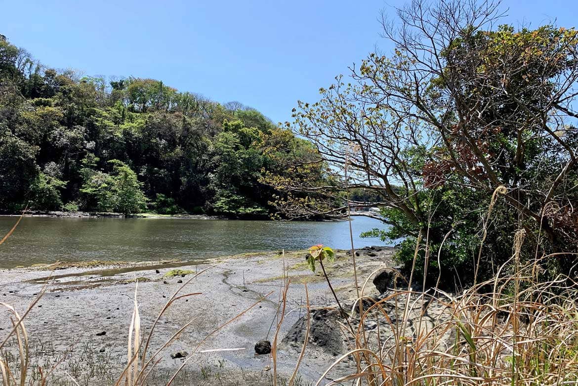 ついに海に到達！干潟の生き物を観察しよう