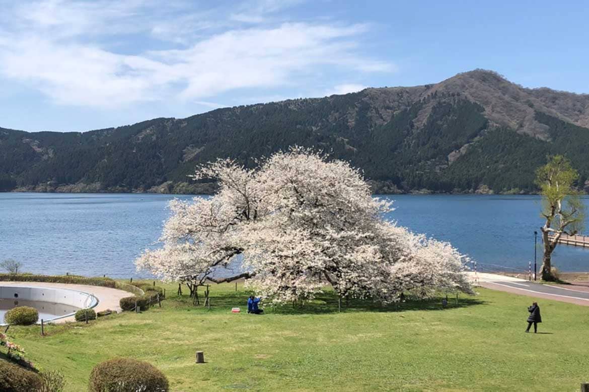 箱根園、「湖畔の一本桜」が満開を迎えました。樹齢約100年の元気な姿をお届けします