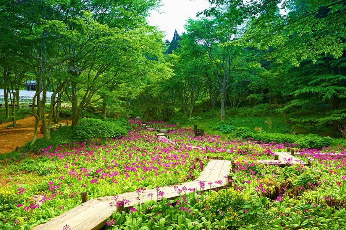 約100種10,000株の花々が咲き誇る！六甲高山植物園の初夏イベント「天空の花さんぽ」初開催