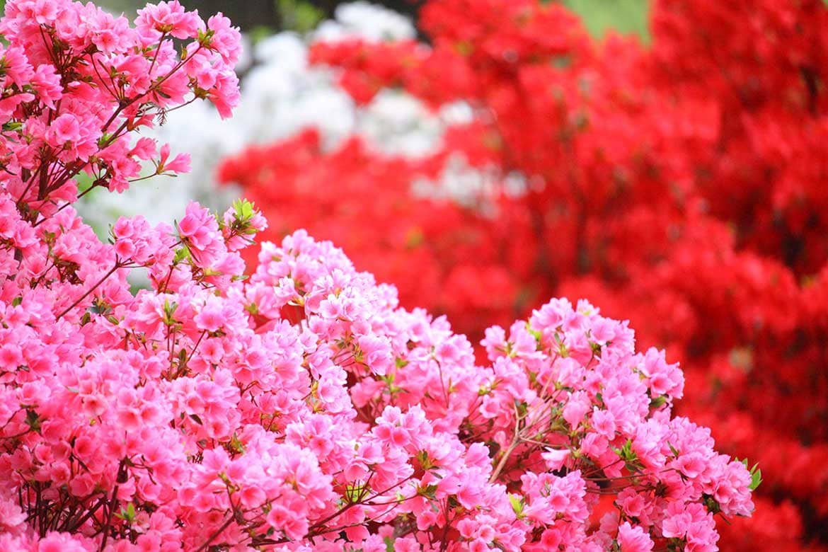 赤・白・ピンクのじゅうたんにウットリ「浮岳幸花樹園」