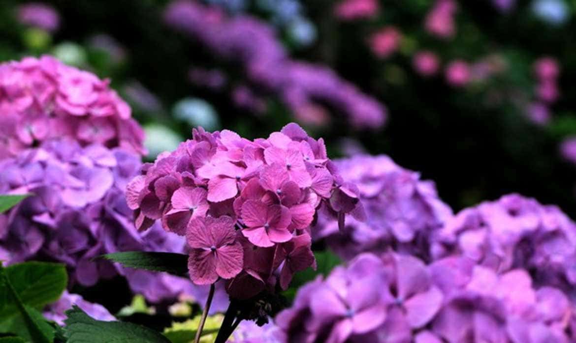 鎌倉のあじさい、洋館のバラ…初夏～梅雨どきの神奈川の花たち