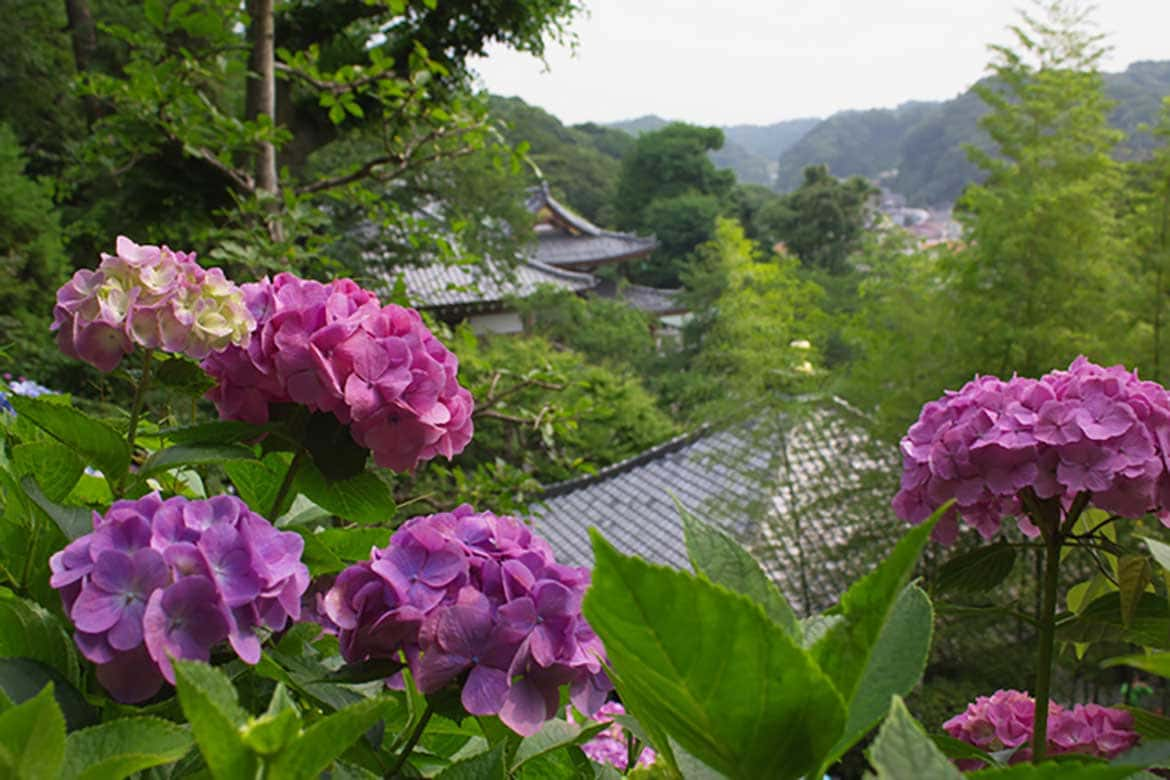 鎌倉を見下ろす景観をやさしく縁取るあじさいが見事「長谷寺（鎌倉市）」