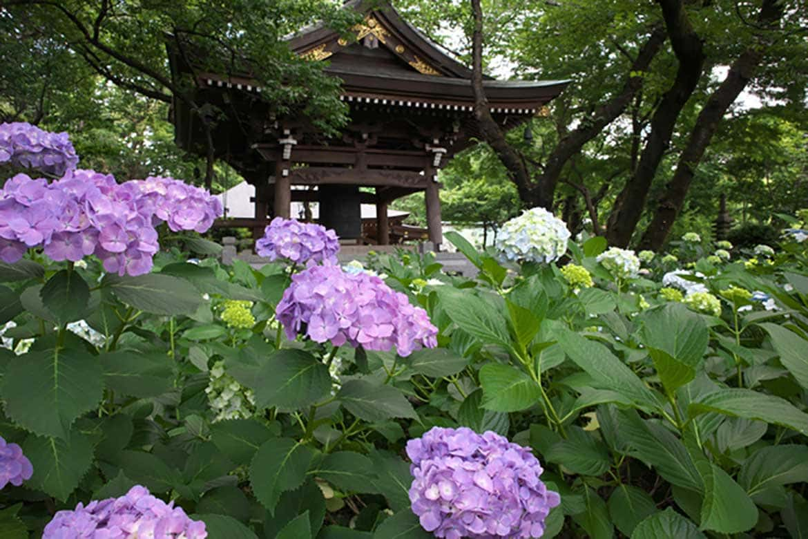 色とりどりのあじさいが境内を埋め尽くす「妙楽寺（川崎市）」