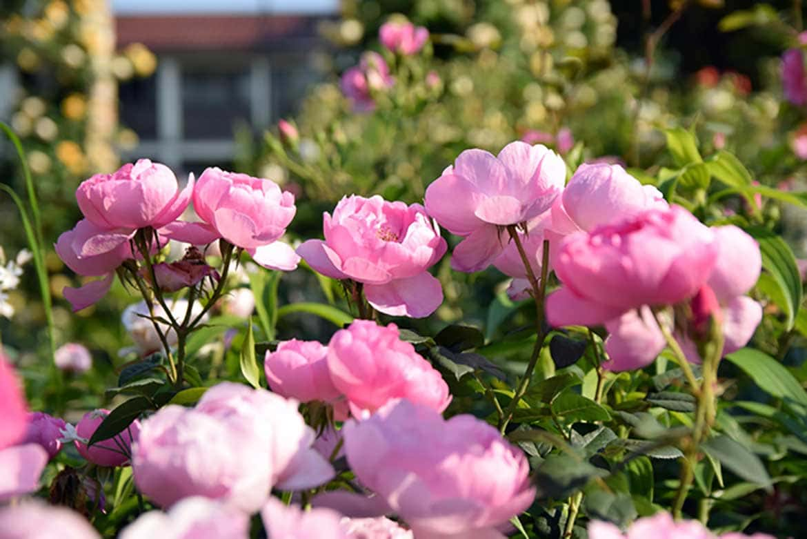 クラシックな洋館に、華やかに咲くバラが映える「港の見える丘公園ローズガーデン（横浜市）」