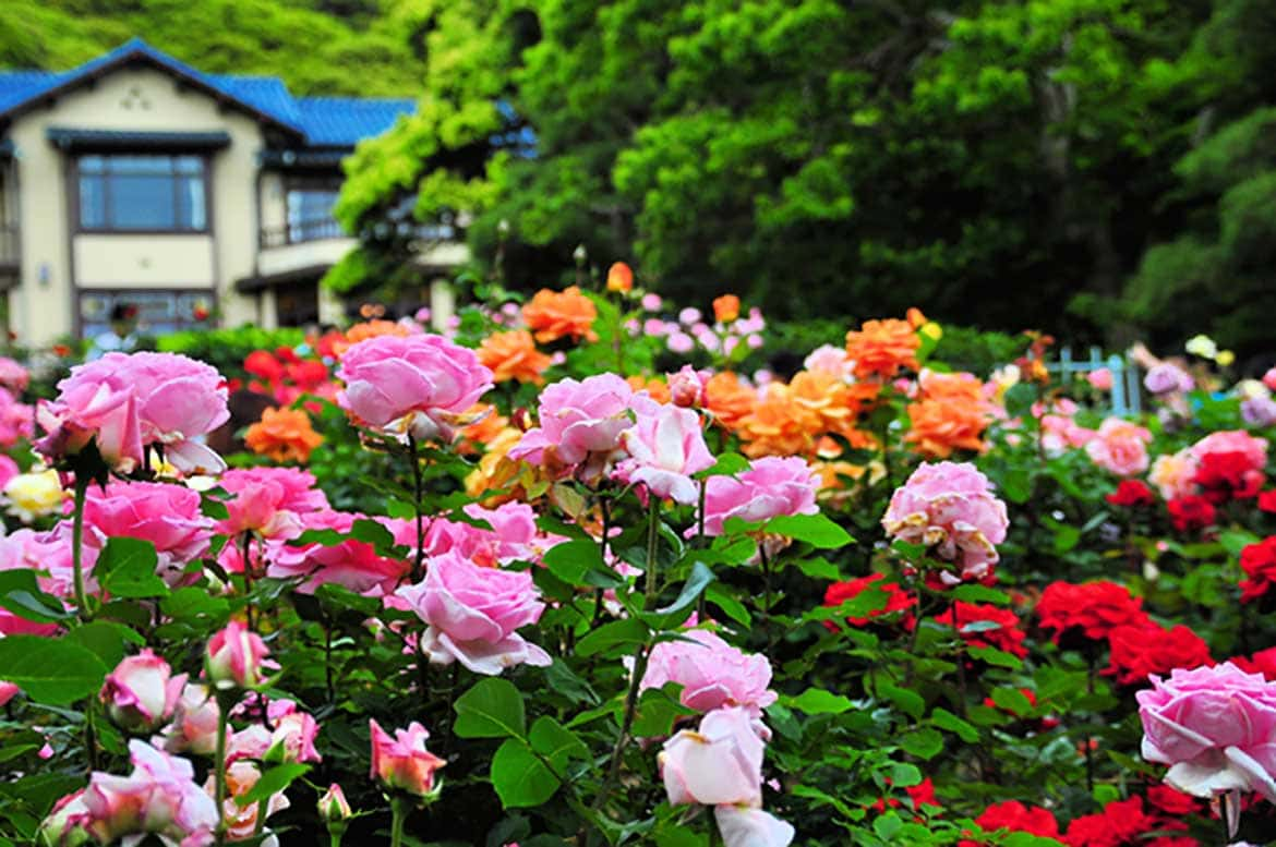 鎌倉ならでは！文化の薫りと気品あふれる花々「鎌倉文学館（鎌倉市）」